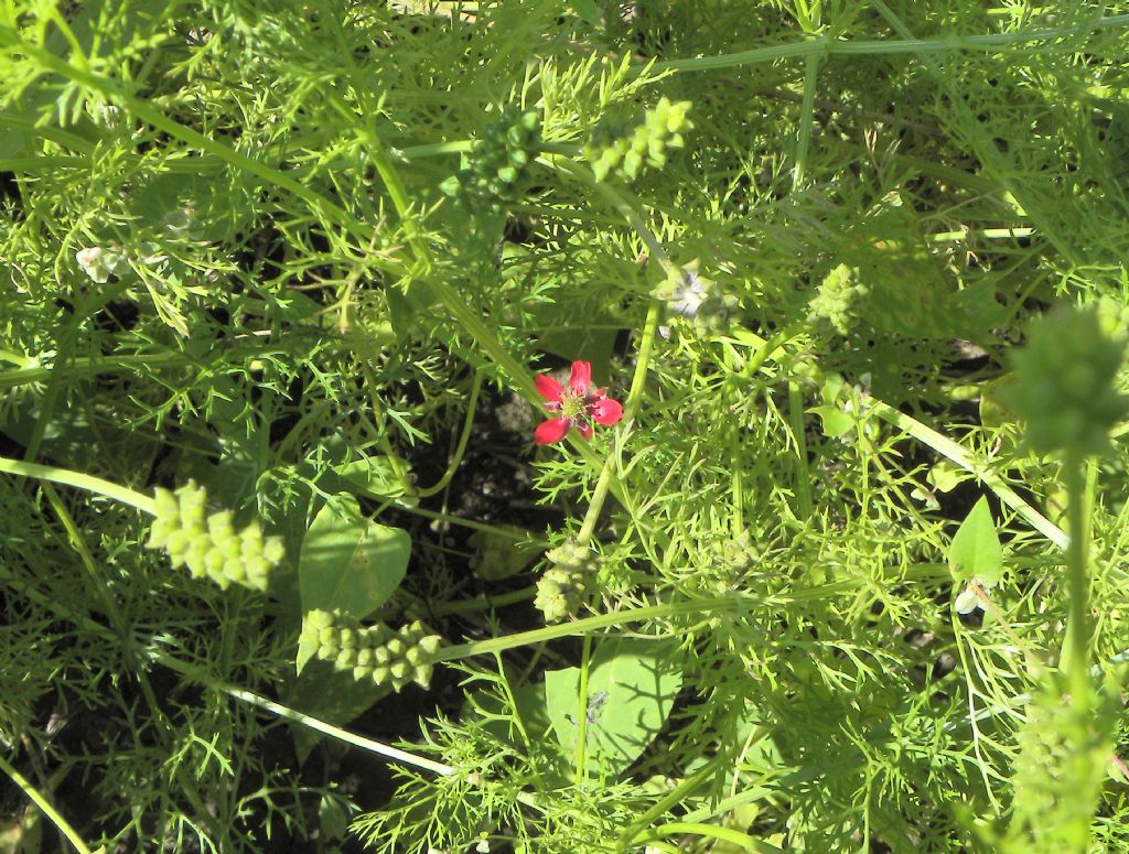 Adonis sp. (Ranunculaceae)